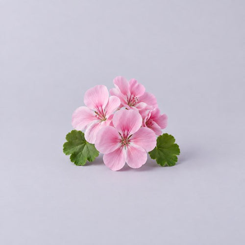 Fleurs de géranium
